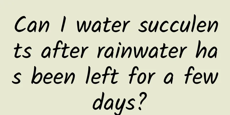 Can I water succulents after rainwater has been left for a few days?