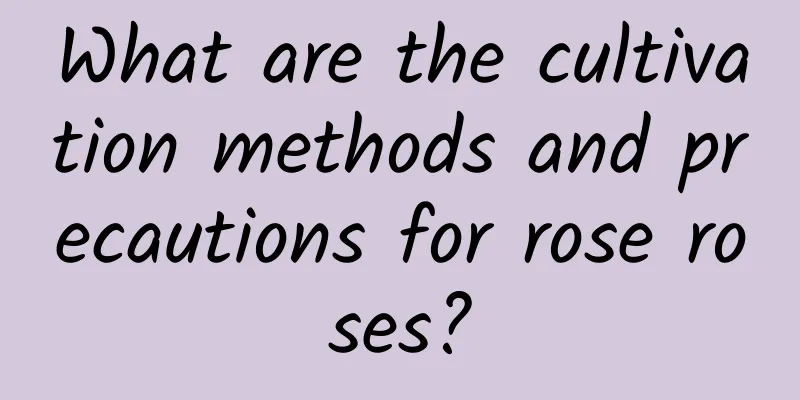 What are the cultivation methods and precautions for rose roses?