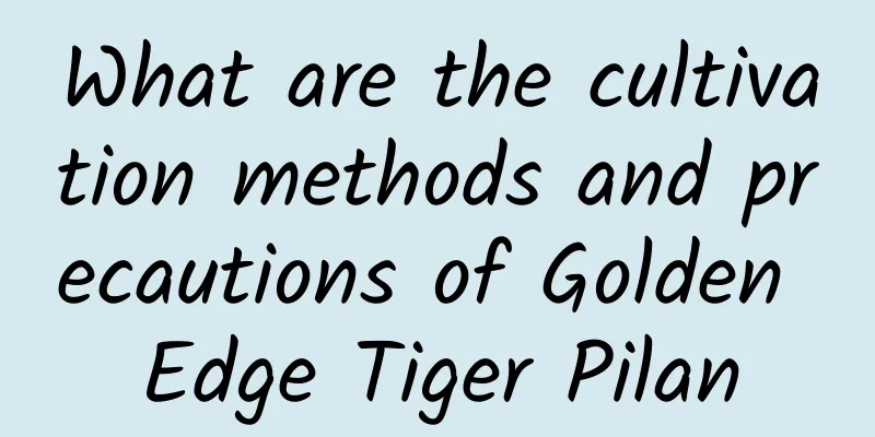 What are the cultivation methods and precautions of Golden Edge Tiger Pilan