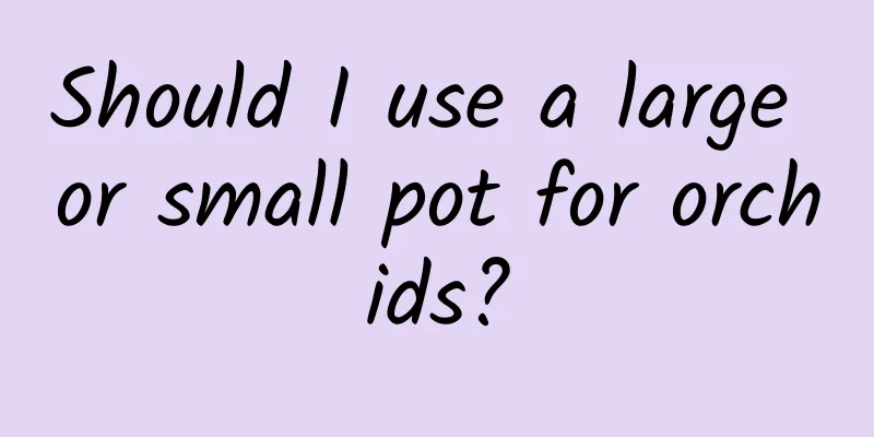 Should I use a large or small pot for orchids?