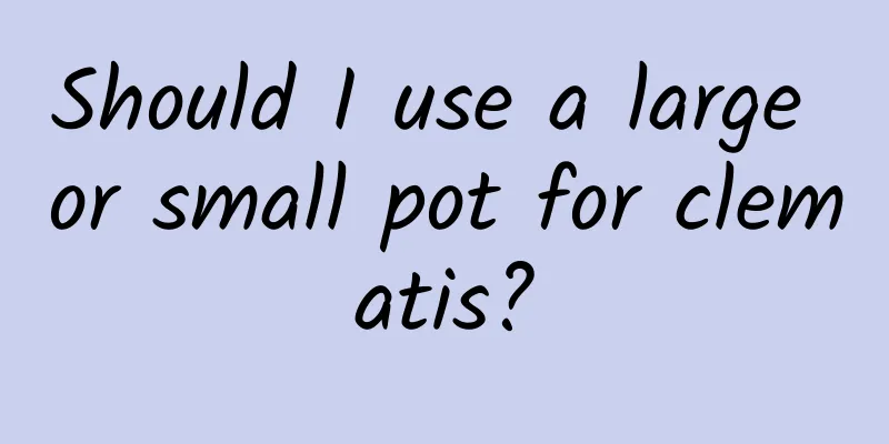 Should I use a large or small pot for clematis?