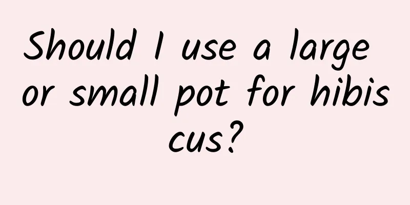 Should I use a large or small pot for hibiscus?