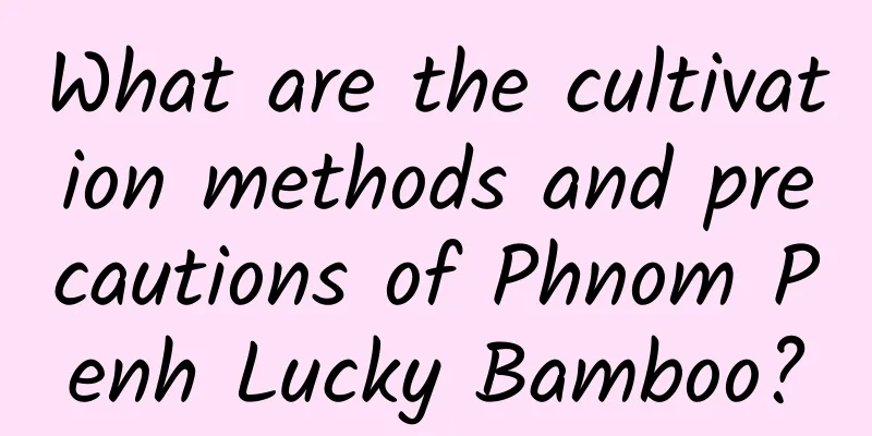 What are the cultivation methods and precautions of Phnom Penh Lucky Bamboo?