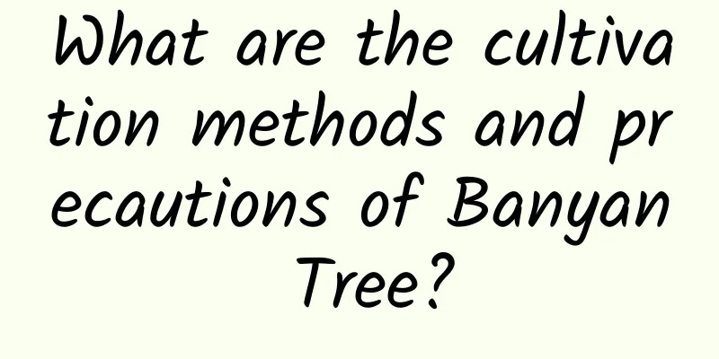 What are the cultivation methods and precautions of Banyan Tree?