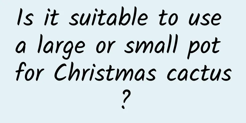 Is it suitable to use a large or small pot for Christmas cactus?