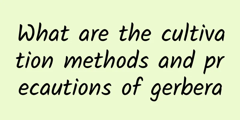 What are the cultivation methods and precautions of gerbera