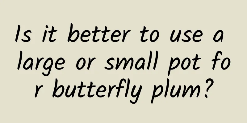 Is it better to use a large or small pot for butterfly plum?