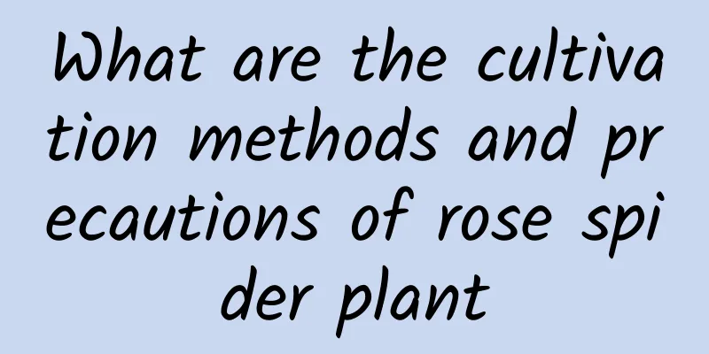 What are the cultivation methods and precautions of rose spider plant