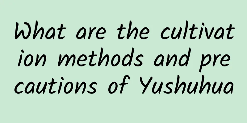 What are the cultivation methods and precautions of Yushuhua