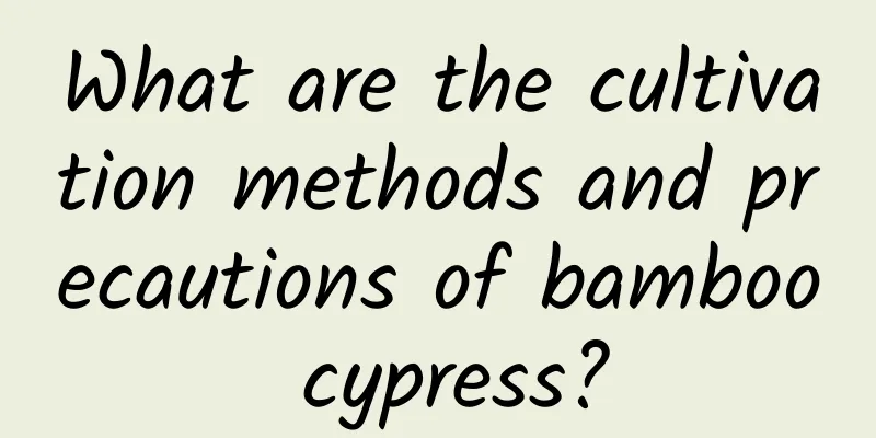 What are the cultivation methods and precautions of bamboo cypress?