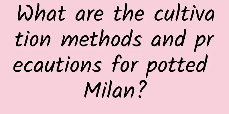 What are the cultivation methods and precautions for potted Milan?