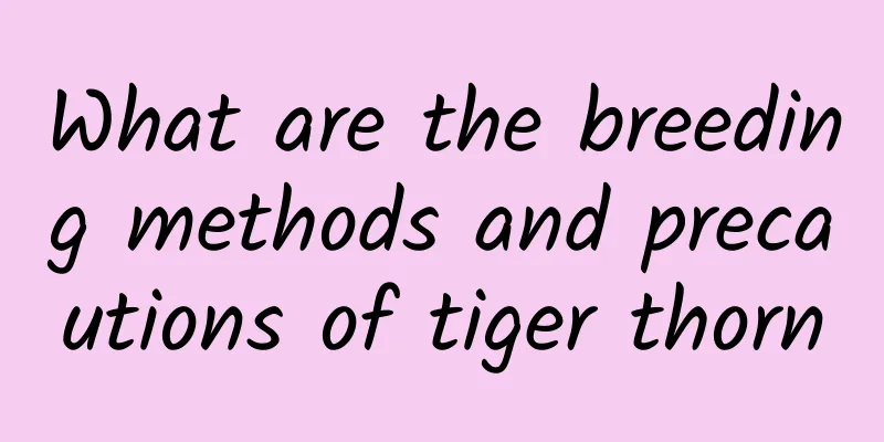 What are the breeding methods and precautions of tiger thorn