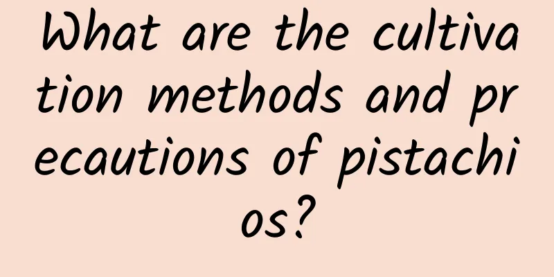 What are the cultivation methods and precautions of pistachios?