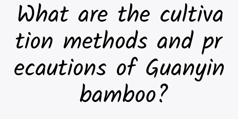 What are the cultivation methods and precautions of Guanyin bamboo?
