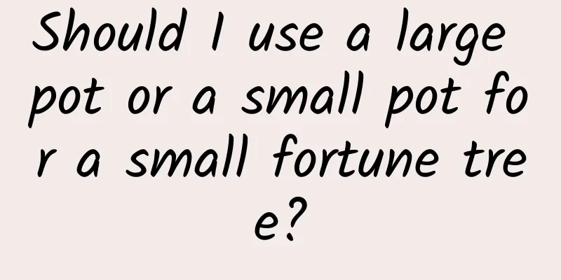 Should I use a large pot or a small pot for a small fortune tree?