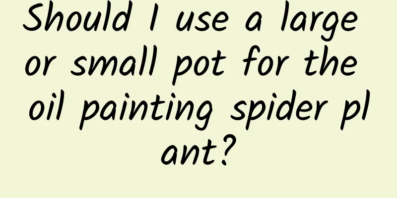 Should I use a large or small pot for the oil painting spider plant?