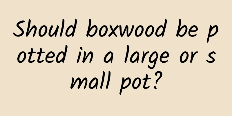Should boxwood be potted in a large or small pot?