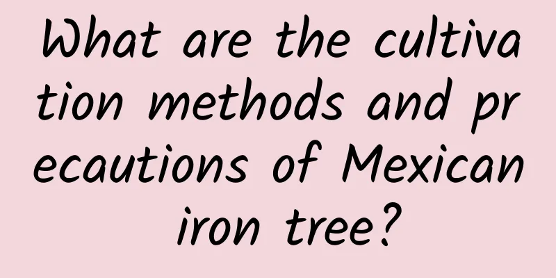What are the cultivation methods and precautions of Mexican iron tree?