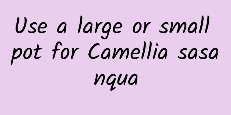 Use a large or small pot for Camellia sasanqua