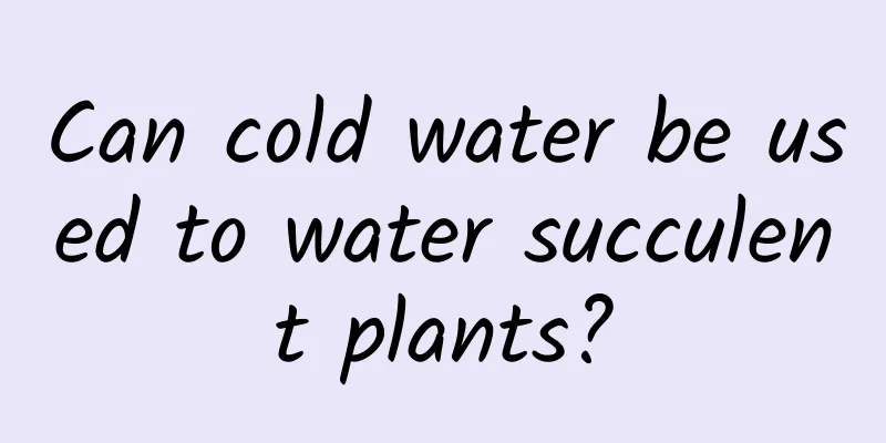Can cold water be used to water succulent plants?