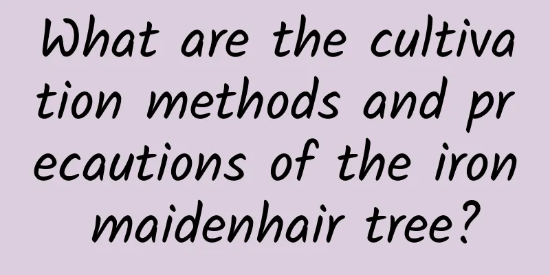 What are the cultivation methods and precautions of the iron maidenhair tree?