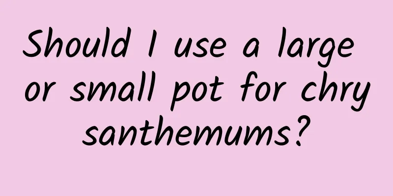 Should I use a large or small pot for chrysanthemums?