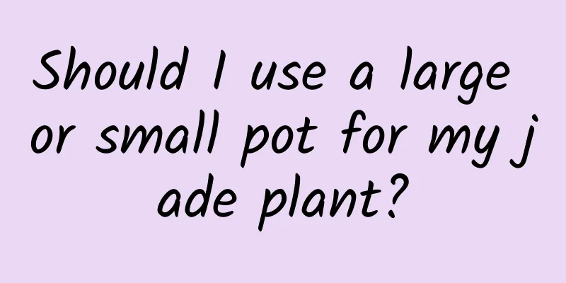 Should I use a large or small pot for my jade plant?