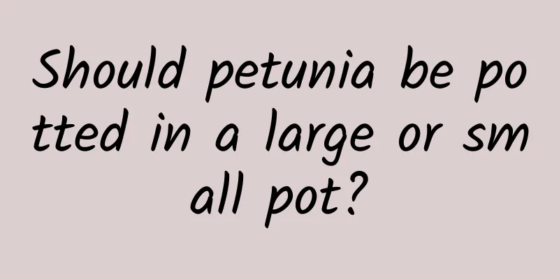Should petunia be potted in a large or small pot?