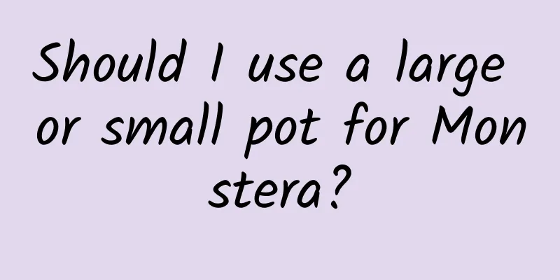 Should I use a large or small pot for Monstera?