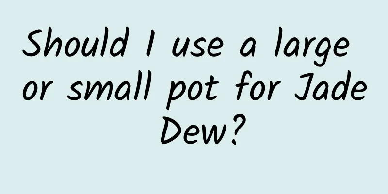 Should I use a large or small pot for Jade Dew?