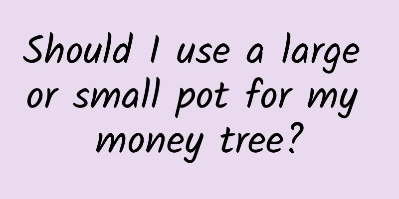 Should I use a large or small pot for my money tree?