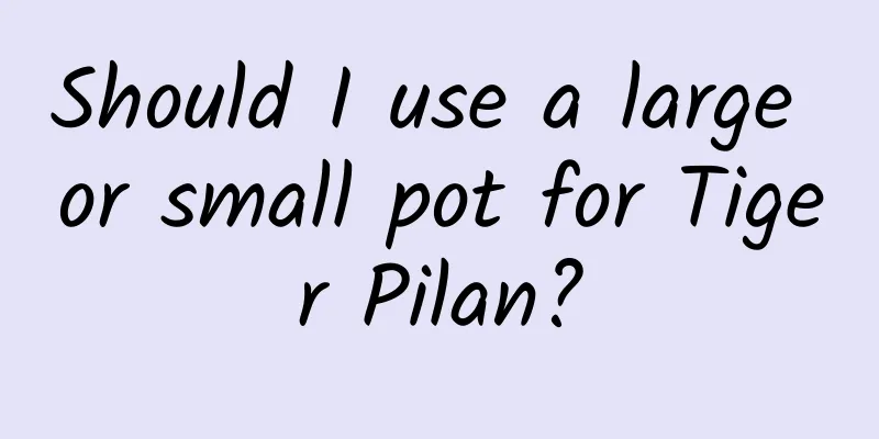 Should I use a large or small pot for Tiger Pilan?