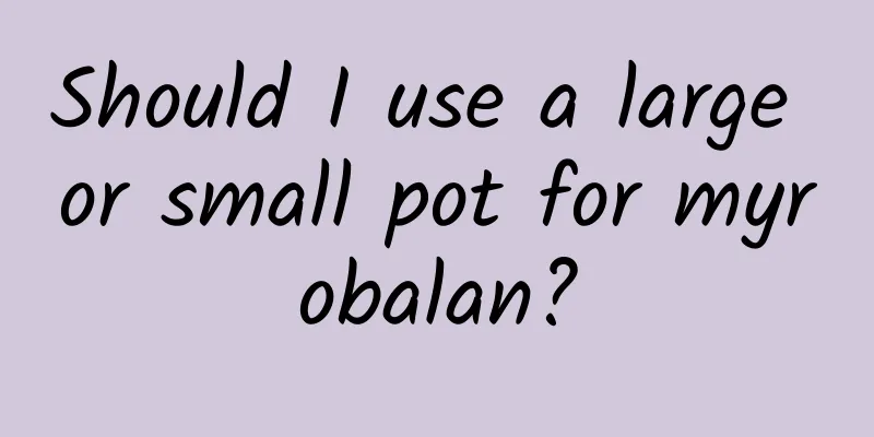 Should I use a large or small pot for myrobalan?
