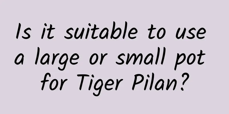 Is it suitable to use a large or small pot for Tiger Pilan?