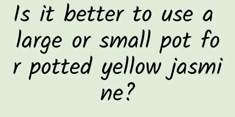 Is it better to use a large or small pot for potted yellow jasmine?