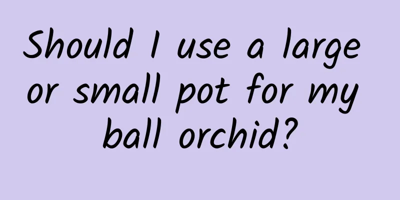 Should I use a large or small pot for my ball orchid?