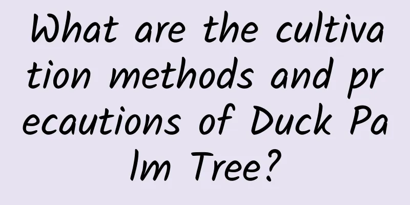 What are the cultivation methods and precautions of Duck Palm Tree?