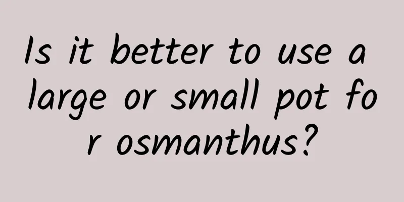 Is it better to use a large or small pot for osmanthus?