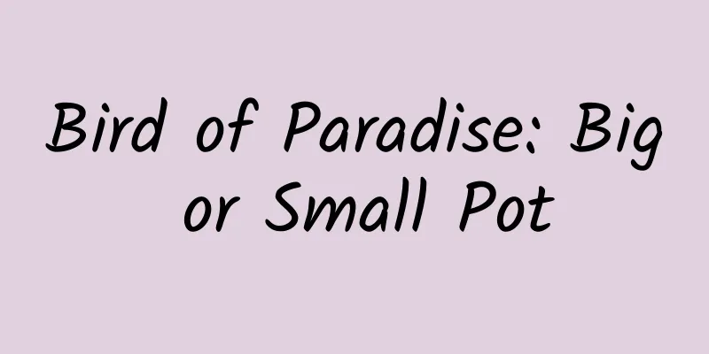 Bird of Paradise: Big or Small Pot