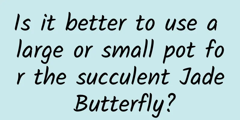 Is it better to use a large or small pot for the succulent Jade Butterfly?