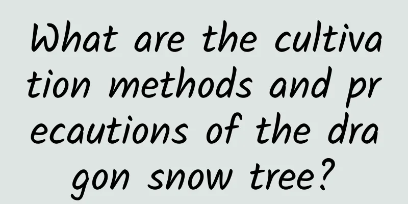 What are the cultivation methods and precautions of the dragon snow tree?