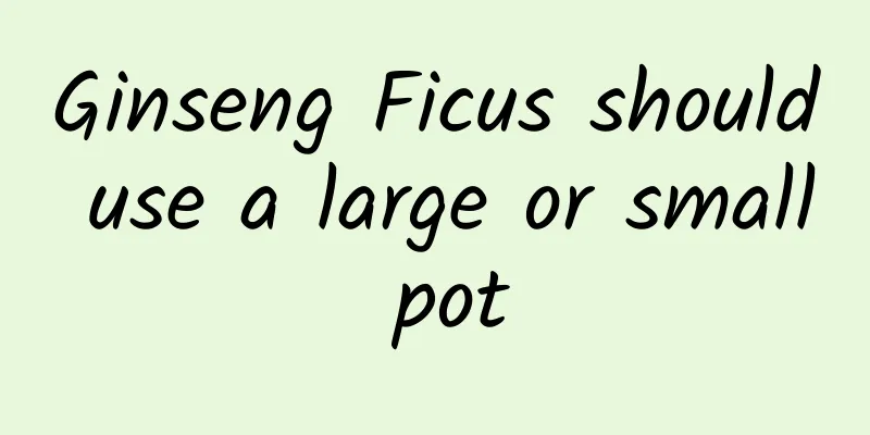 Ginseng Ficus should use a large or small pot
