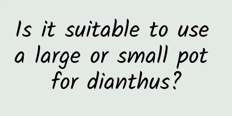 Is it suitable to use a large or small pot for dianthus?