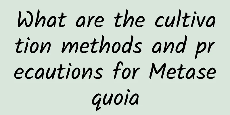 What are the cultivation methods and precautions for Metasequoia