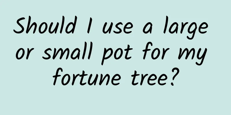 Should I use a large or small pot for my fortune tree?