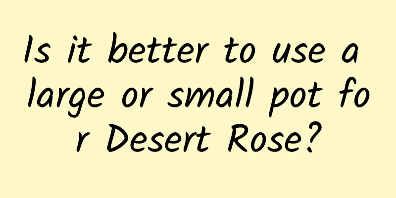 Is it better to use a large or small pot for Desert Rose?