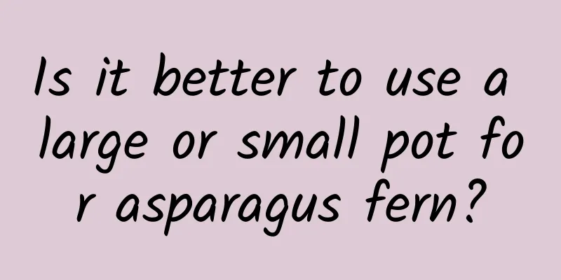 Is it better to use a large or small pot for asparagus fern?
