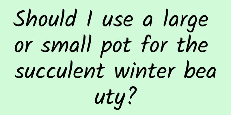 Should I use a large or small pot for the succulent winter beauty?
