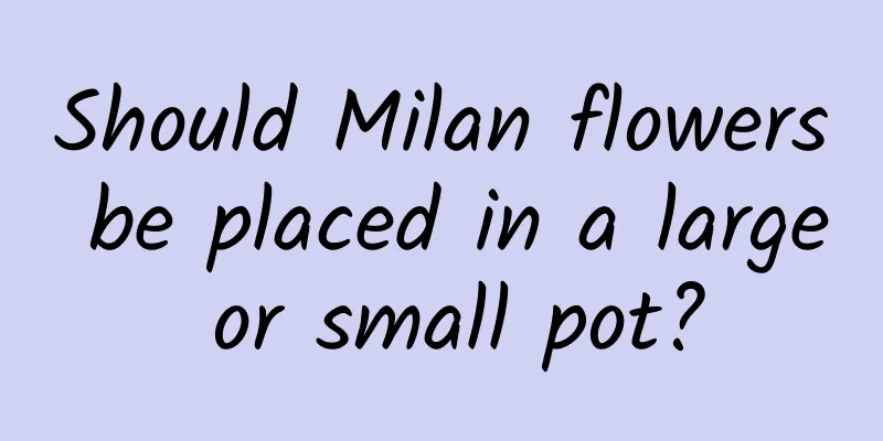 Should Milan flowers be placed in a large or small pot?