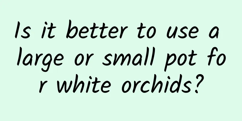 Is it better to use a large or small pot for white orchids?